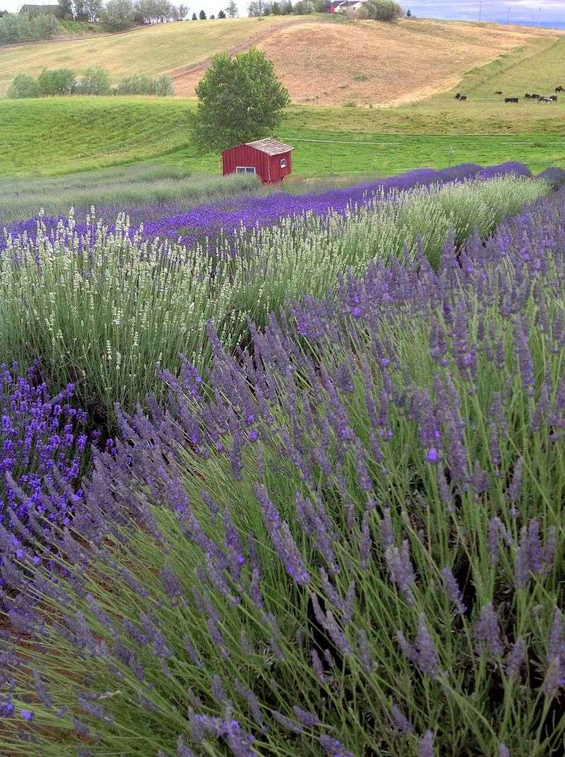 Blue Mountain Lavender