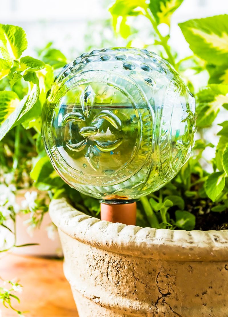 Use Plant Water Globes