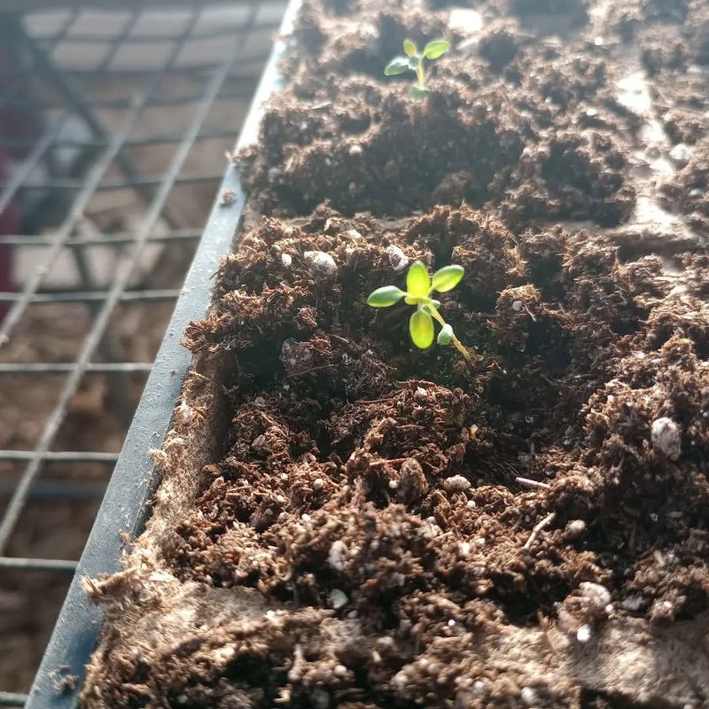 Neglecting Seedling Thinning