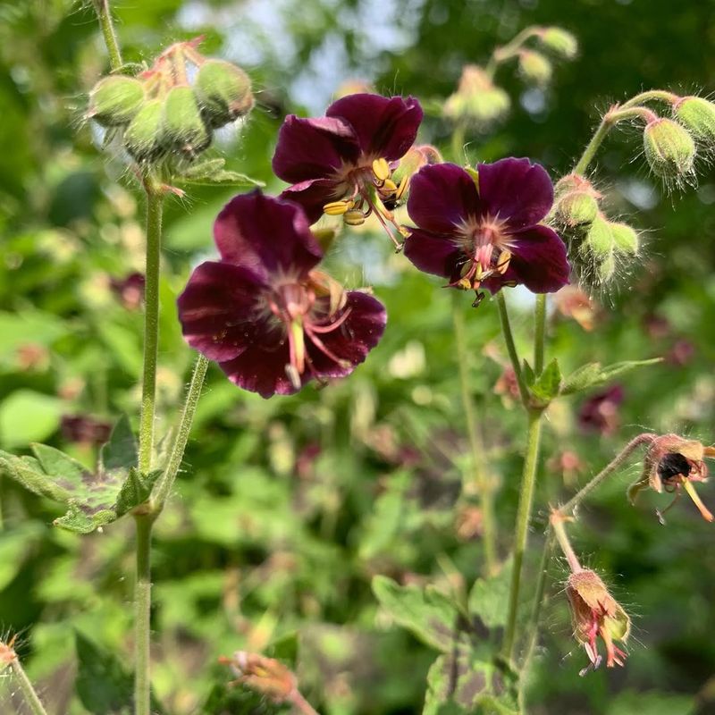 Give Your Geraniums Room to Spread