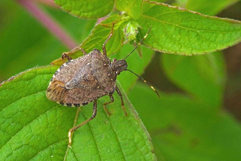 Natural insect repellent