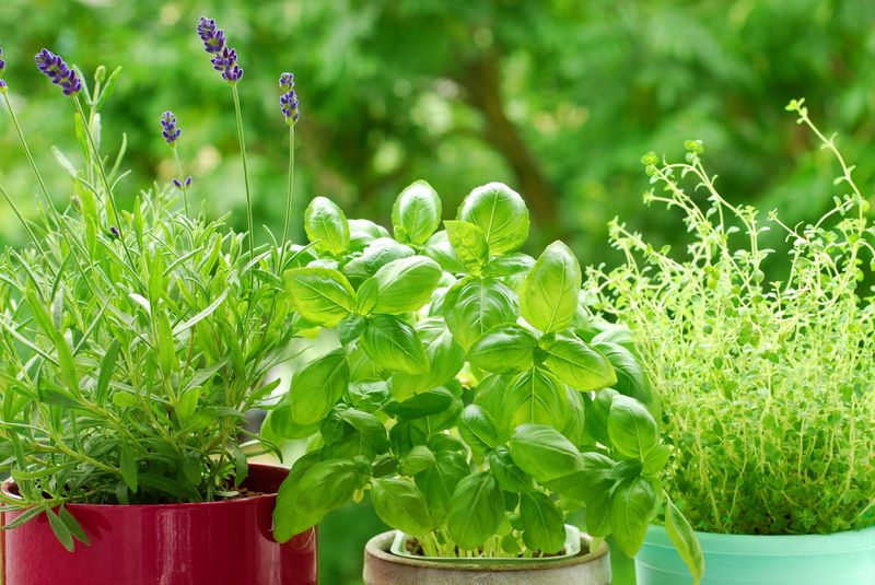 Ignoring Companion Planting