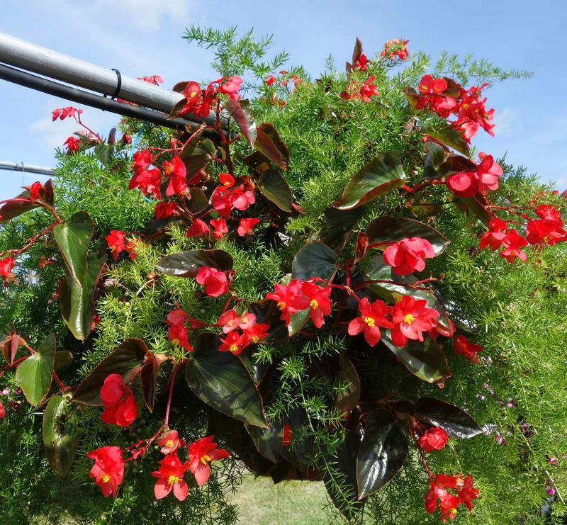 Grow begonias in hanging baskets