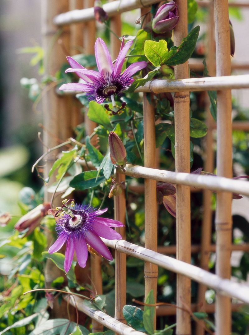 Add flowering vines like morning glories