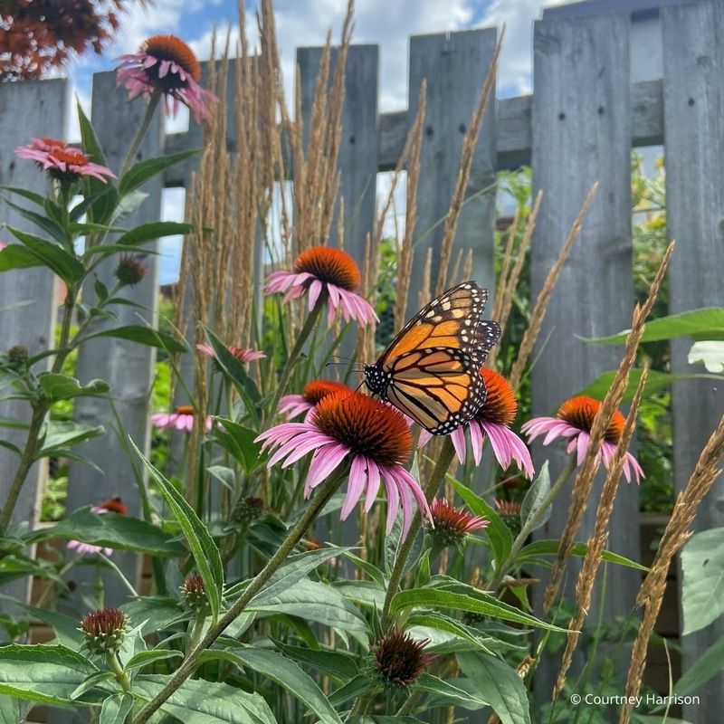 Creating a Wildlife Habitat