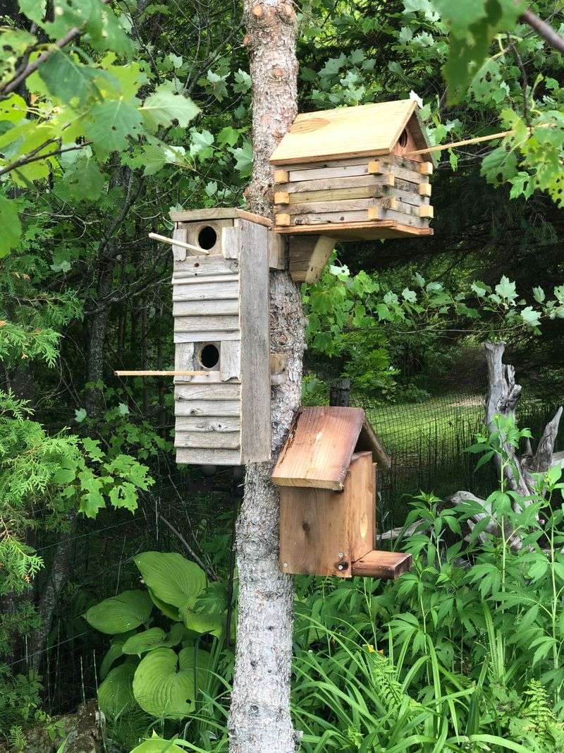 Lack Of Privacy Or Too Many Competing Birdhouses Nearby