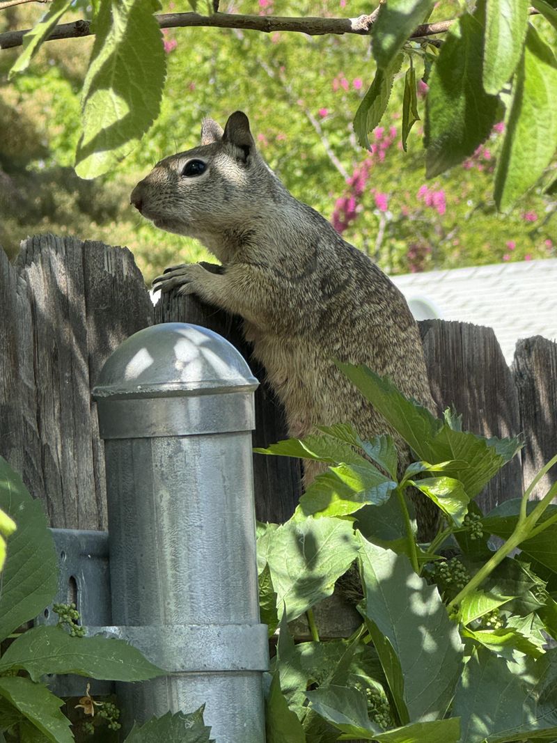 Sign Of Healthy Yard