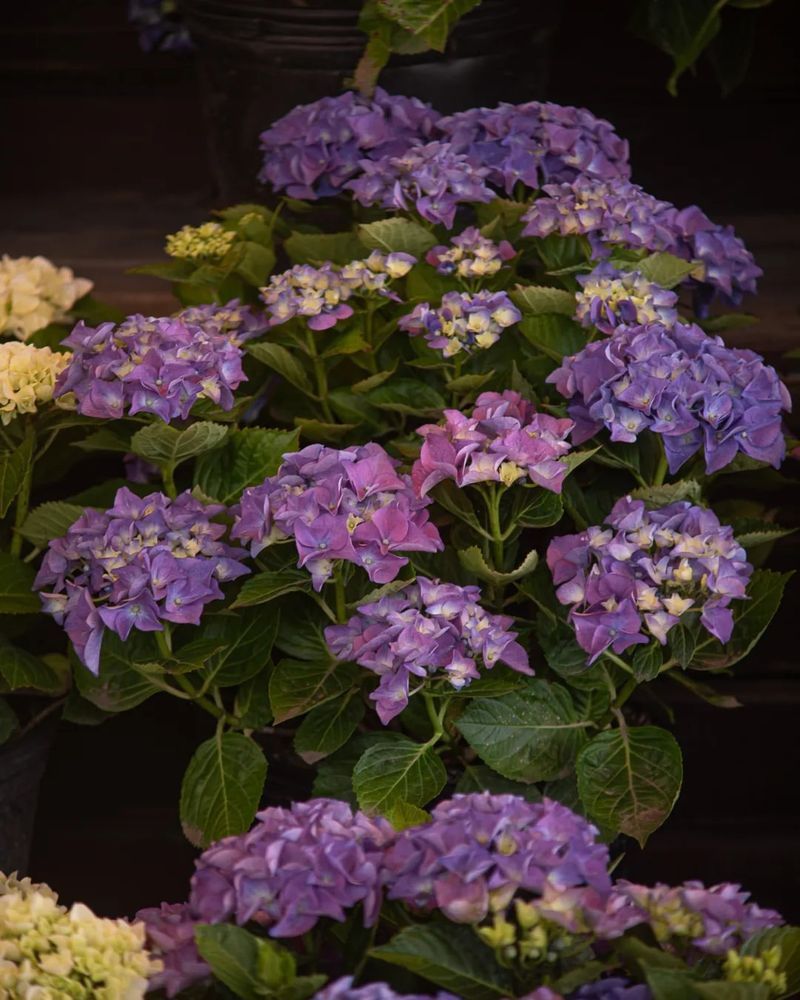 Masja Hydrangea