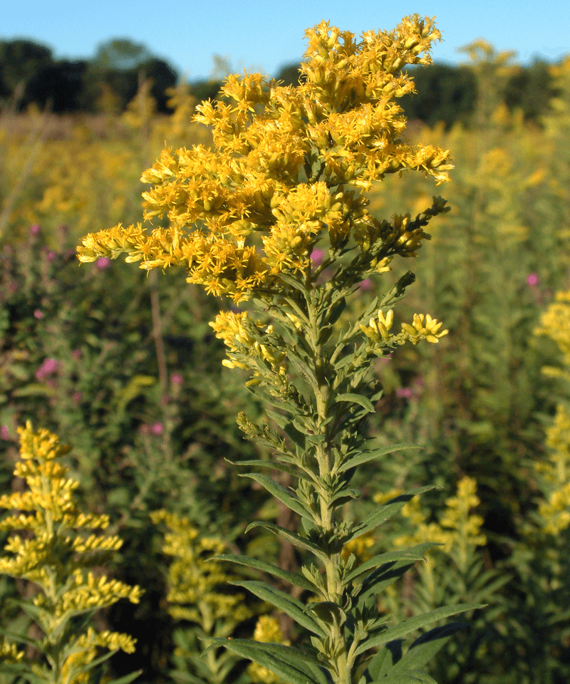 Goldenrod