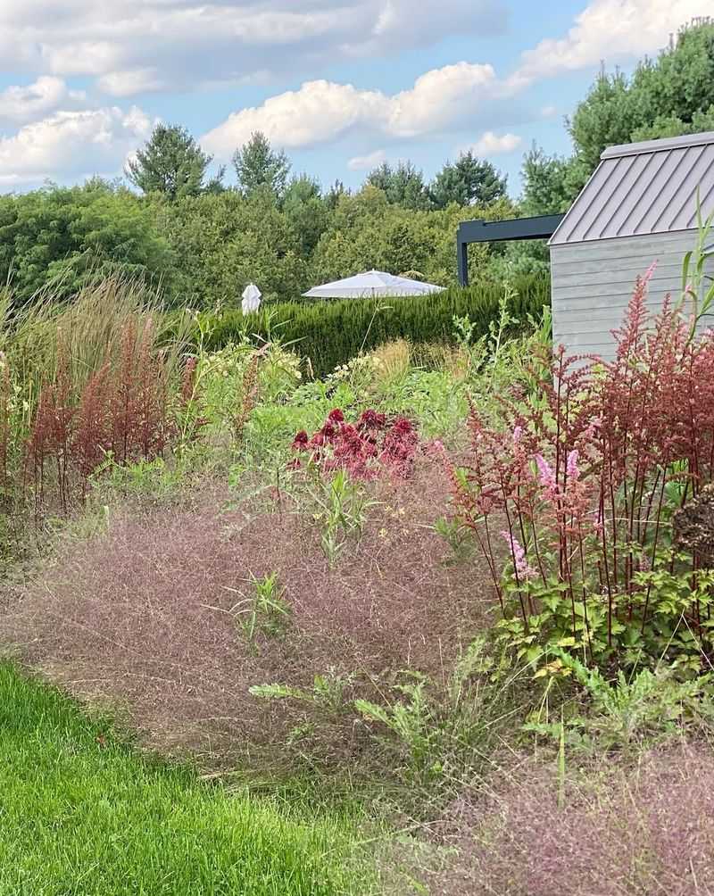 Purple Lovegrass