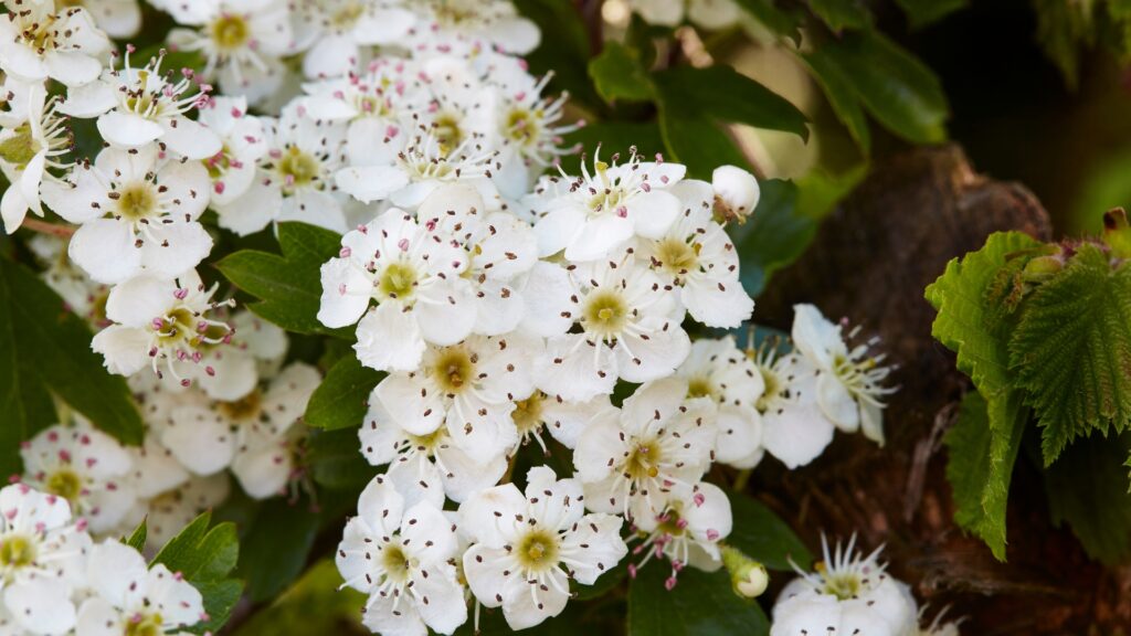 indian hawthorn