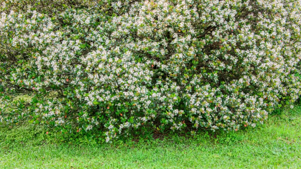 indian hawthorn