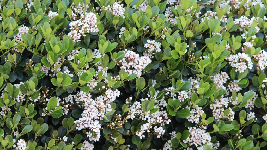 indian hawthorn plant