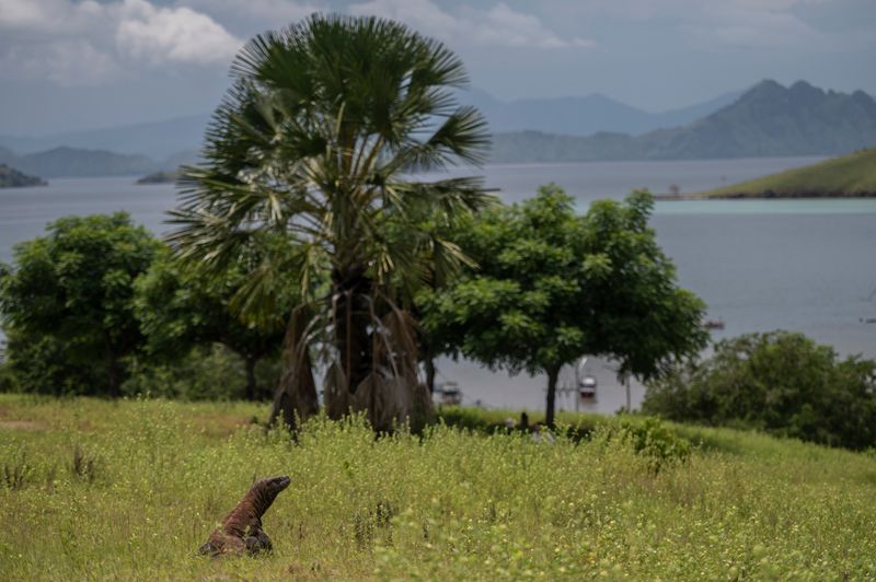 Indonesia For Komodo’s Savanna Plants