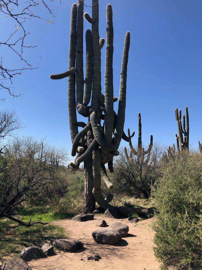 USA For Giant Saguaro Cacti