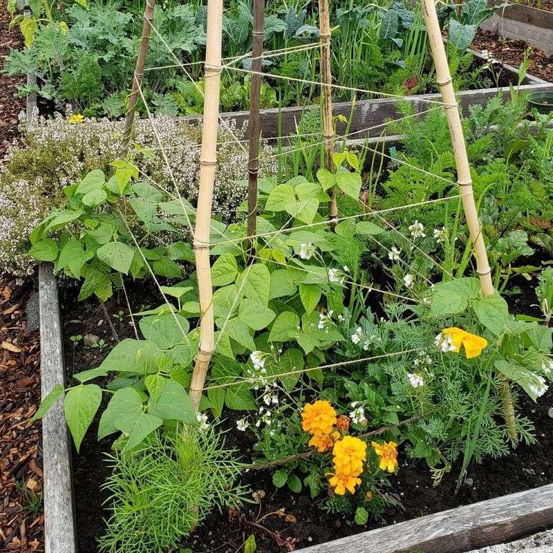 Companion Planting