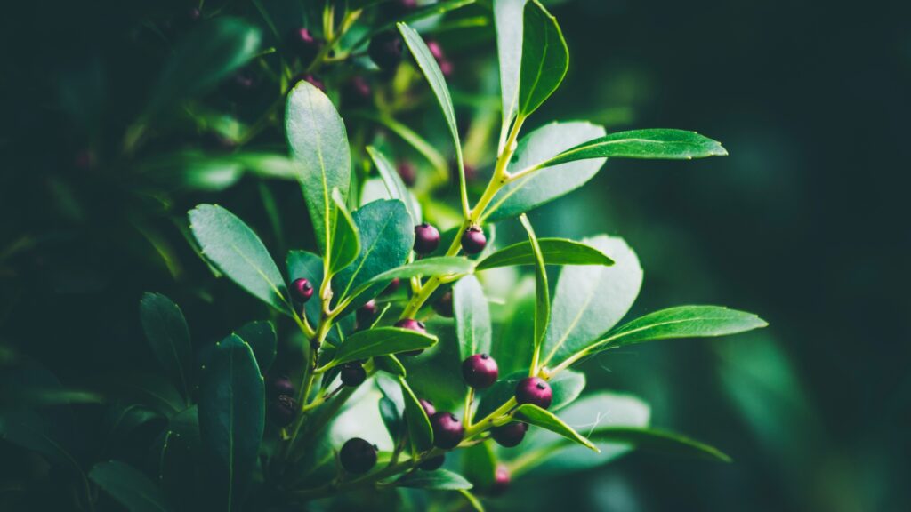 Inkberry Holly