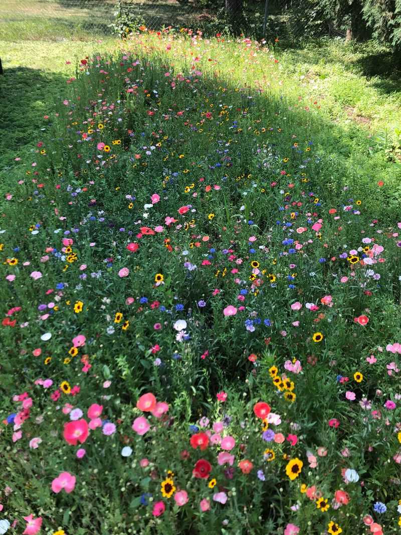 Wildflower Wonderland