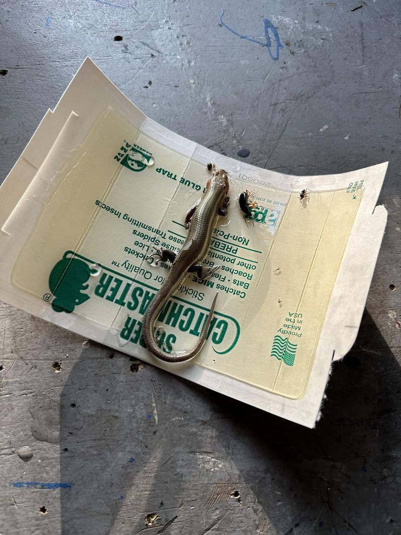 Glue Traps