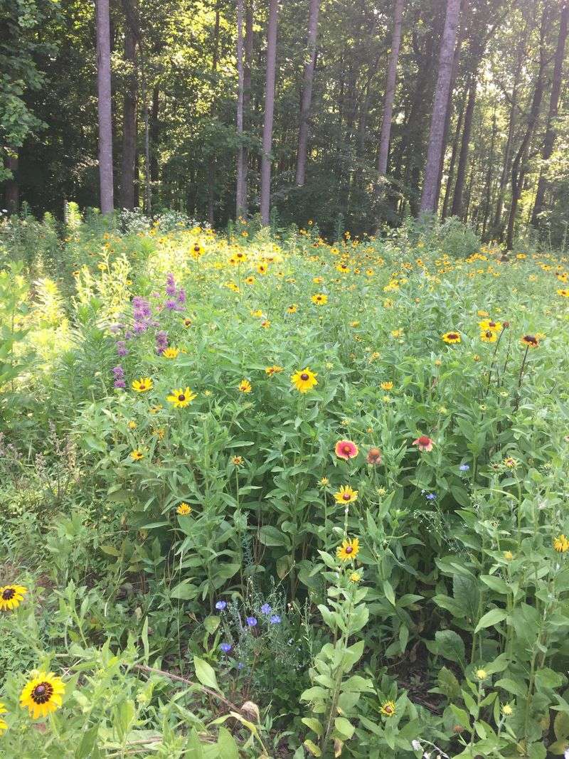 Grow a Wildflower Meadow