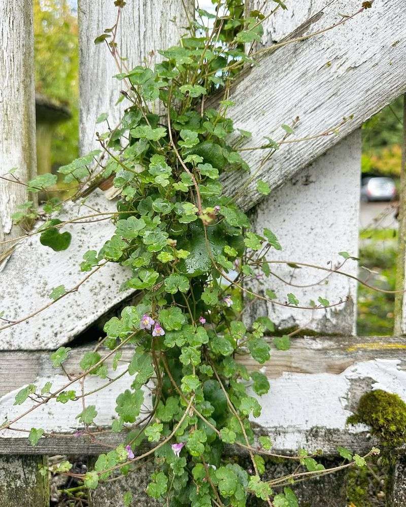 Encourage Ivy Growth