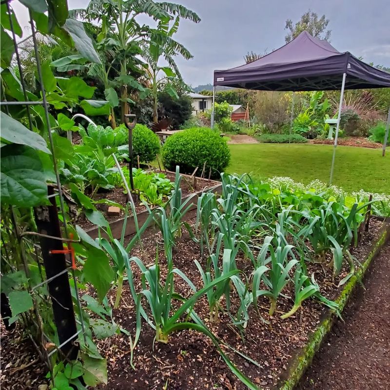 Cultivate a Vegetable Patch