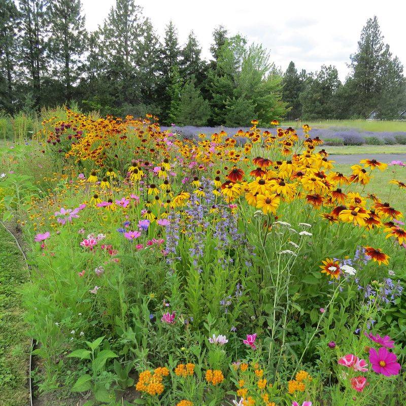 Create a Pollinator Garden