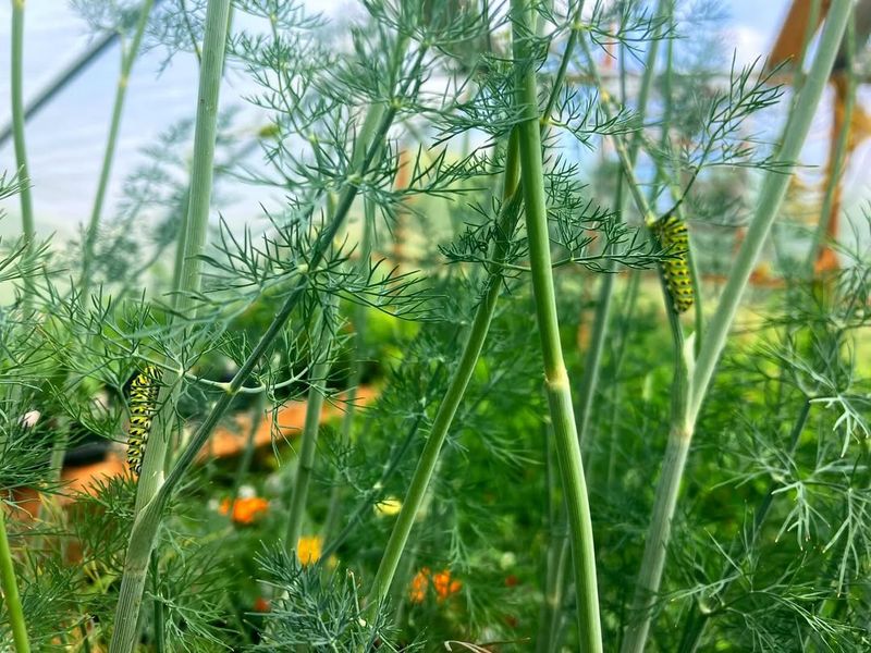 Grow Dill