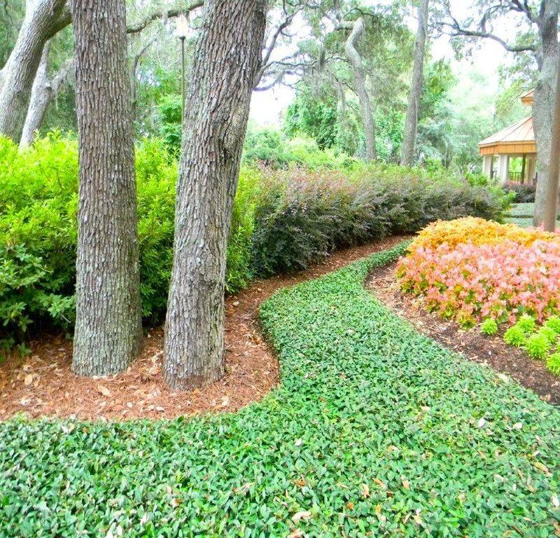 Grow Ground Cover Plants