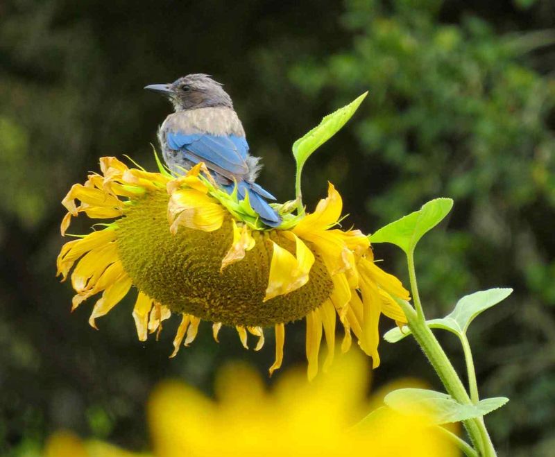 Plant sunflowers for added color