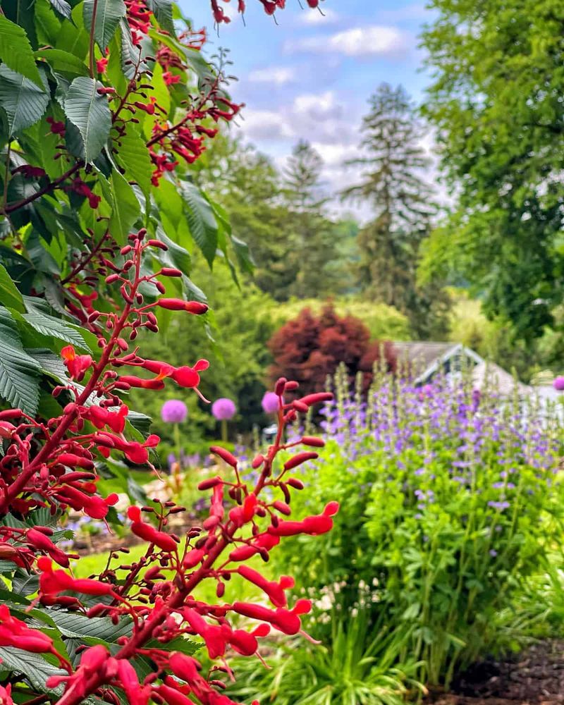 Create an outdoor space with perennials