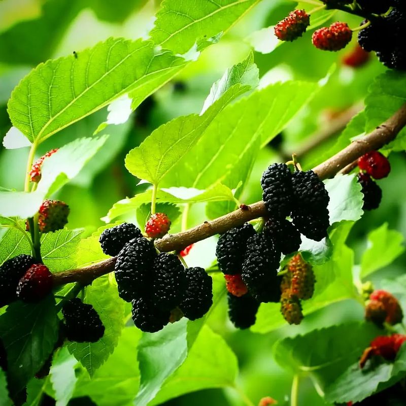 Growing Mulberry Trees