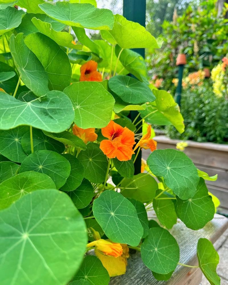 Add Nasturtium