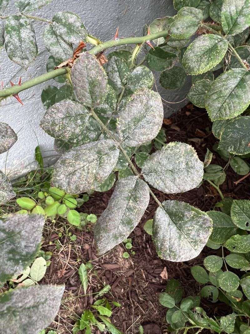 Inspect leaves for early signs of disease