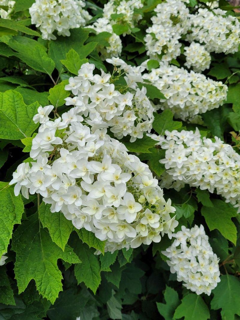 Snow Queen Hydrangea