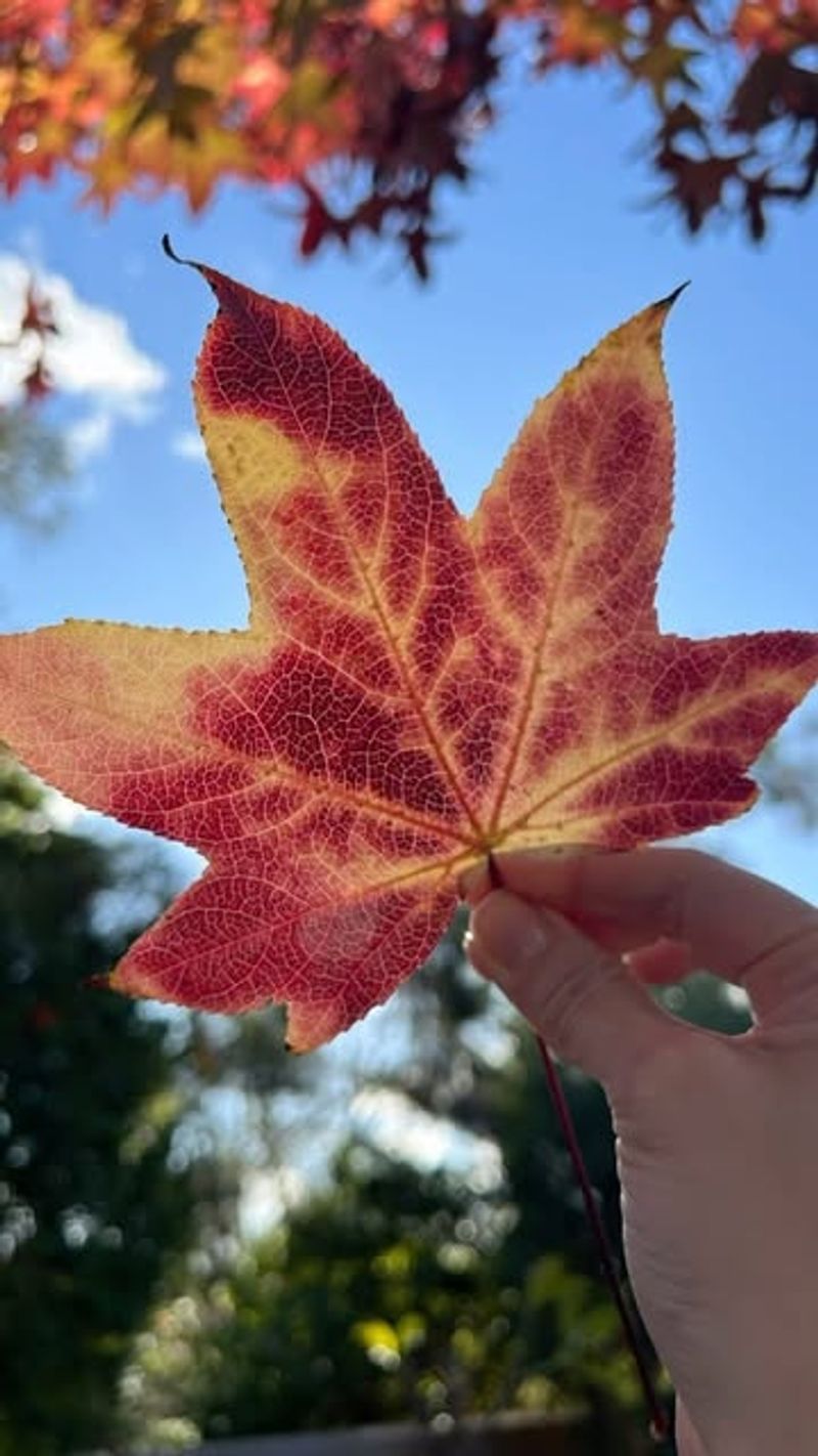 Majestic Maple Trees