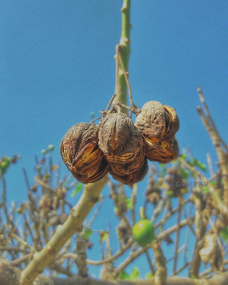 Jatropha curcas (Physic Nut)