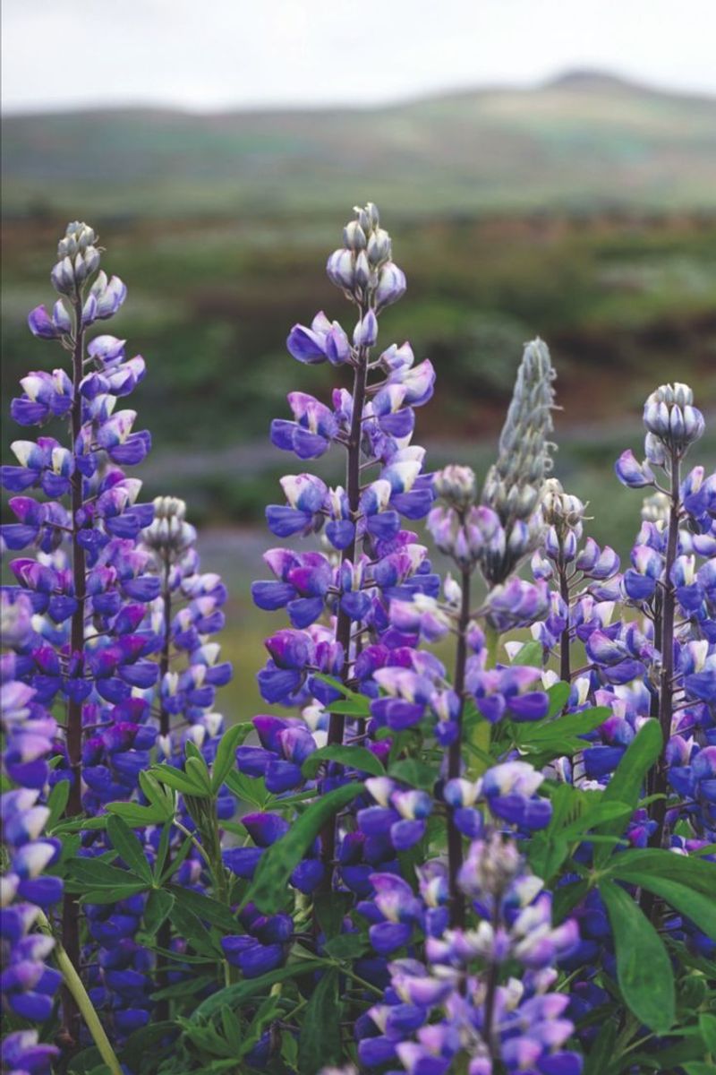 Lupine