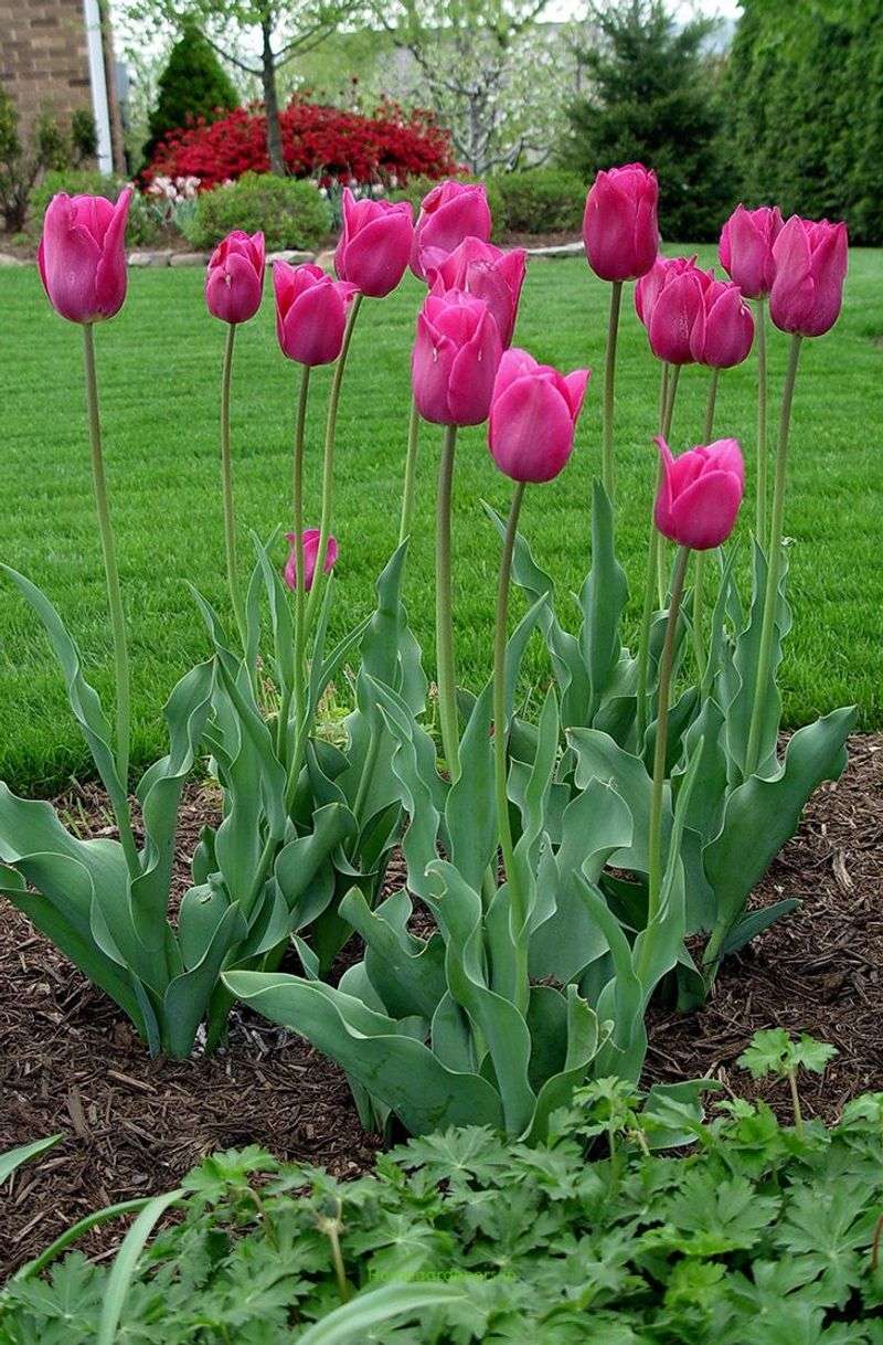 Tulips