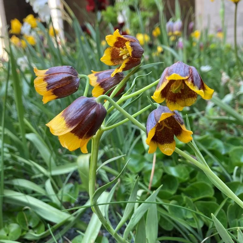 Fritillaria