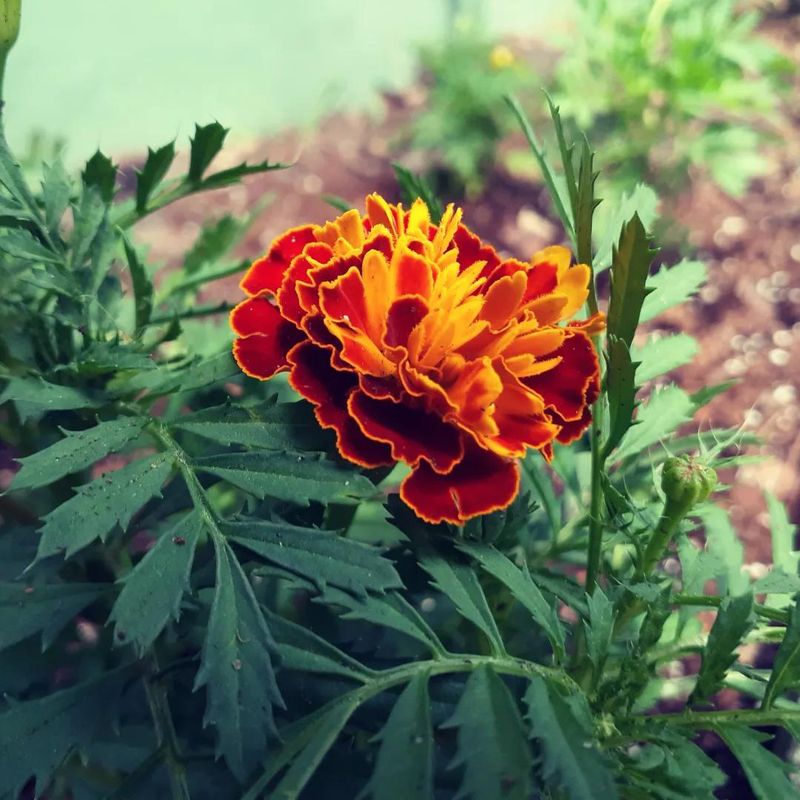 Marigold