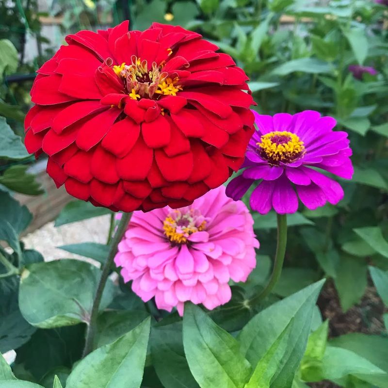 Zinnia