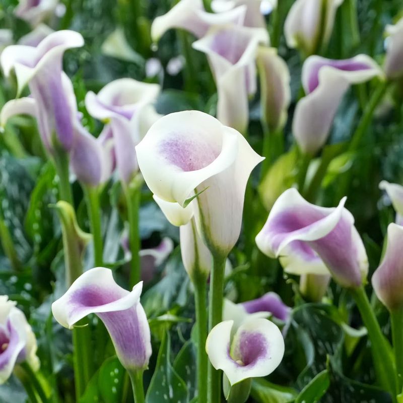 Calla Lily