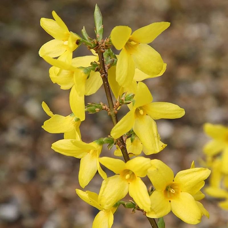 Forsythia