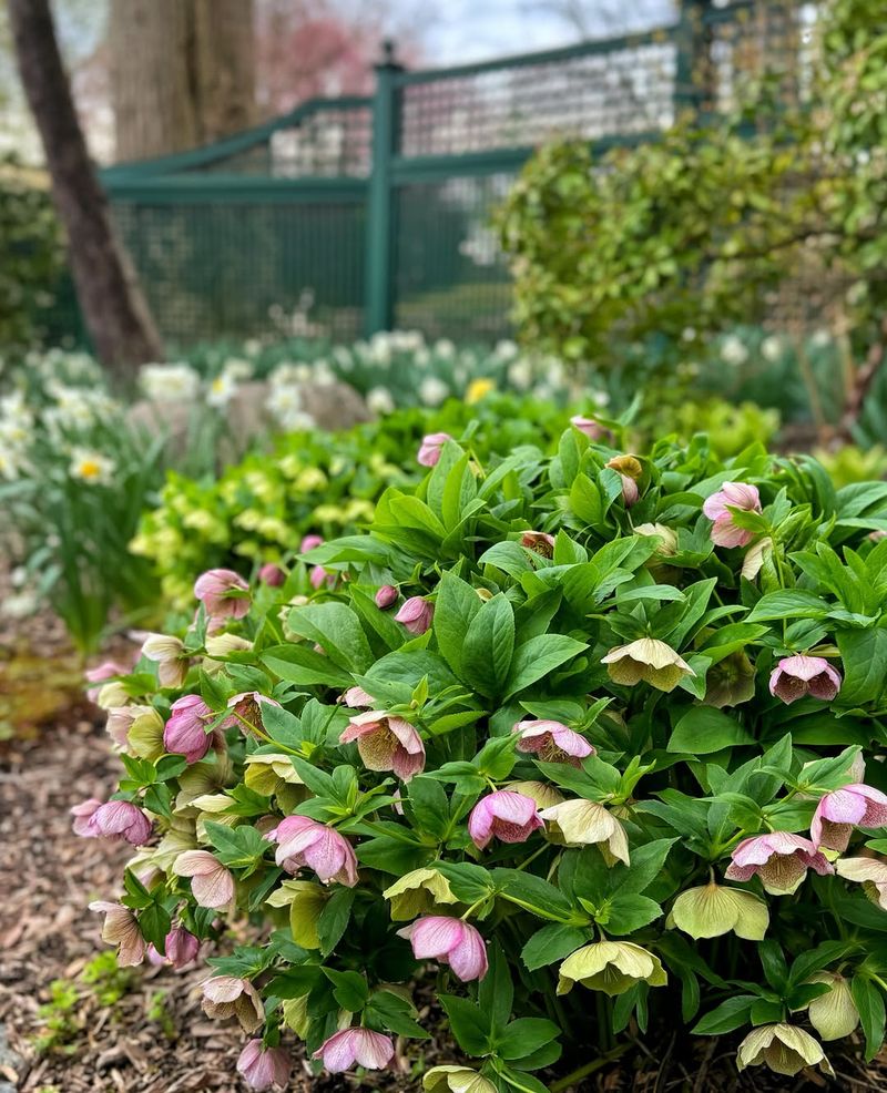 Hellebore