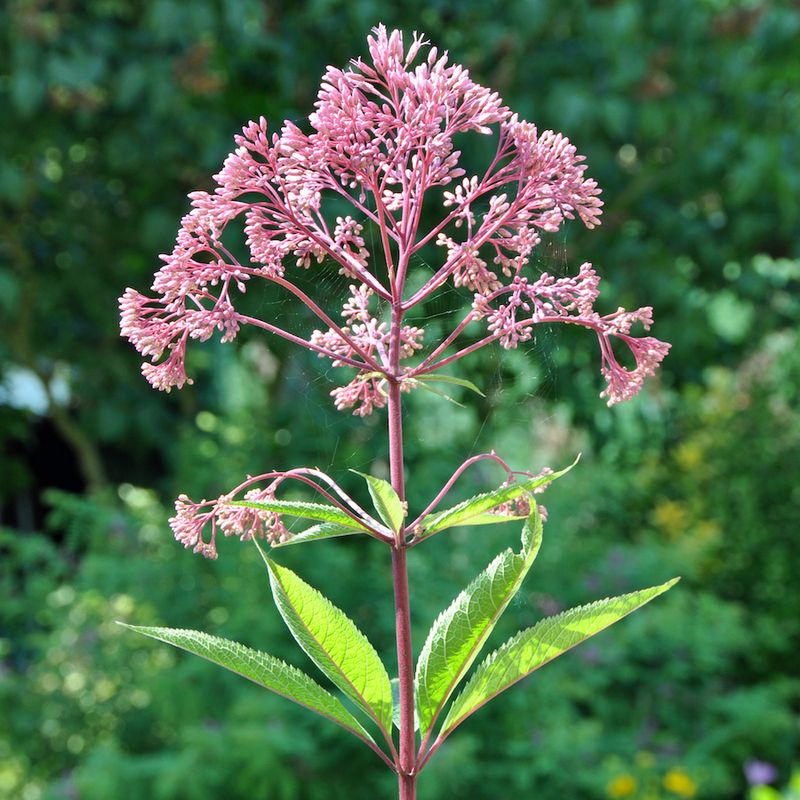 Joe Pye Weed