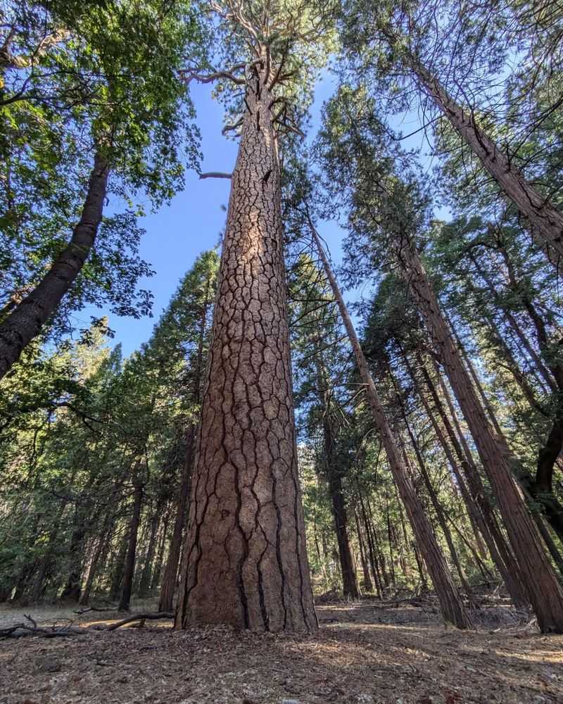 Ponderosa Pine