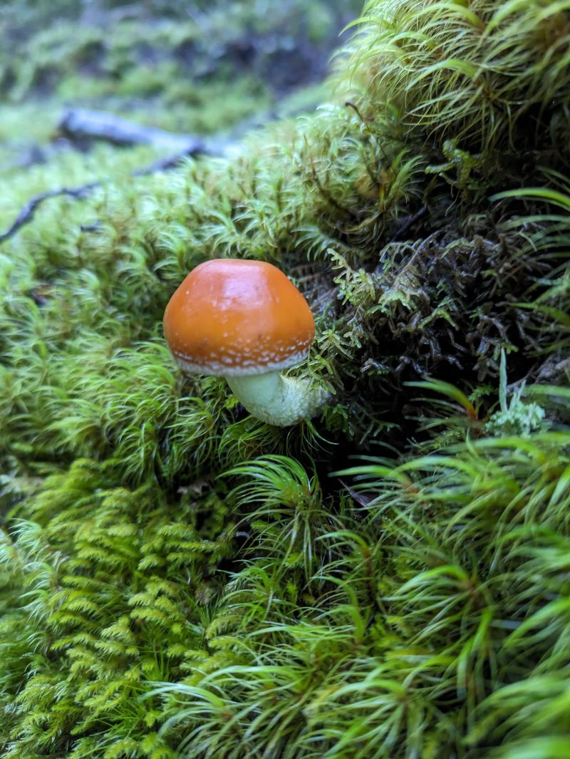 New Zealand For Mossy Fiordland Forests