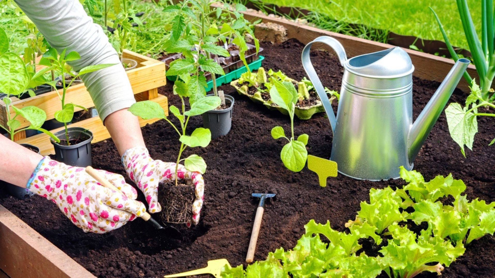 It’s Almost Time To Transplant Seedlings — 30 Tips To Do For Healthier Plants This Spring