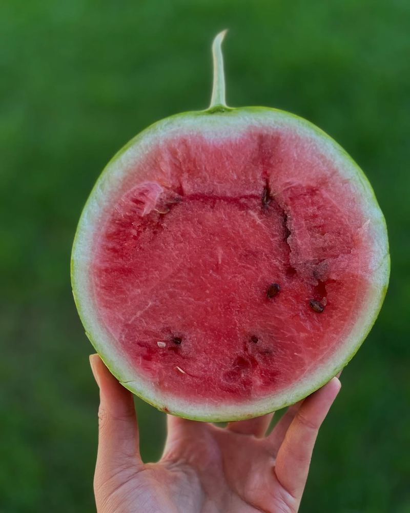 Crimson Sweet Watermelon